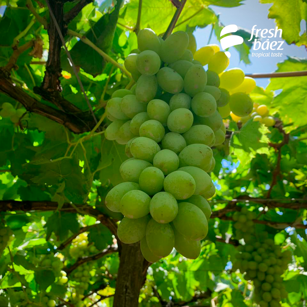 uvas frescas