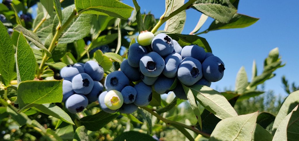organic blueberry