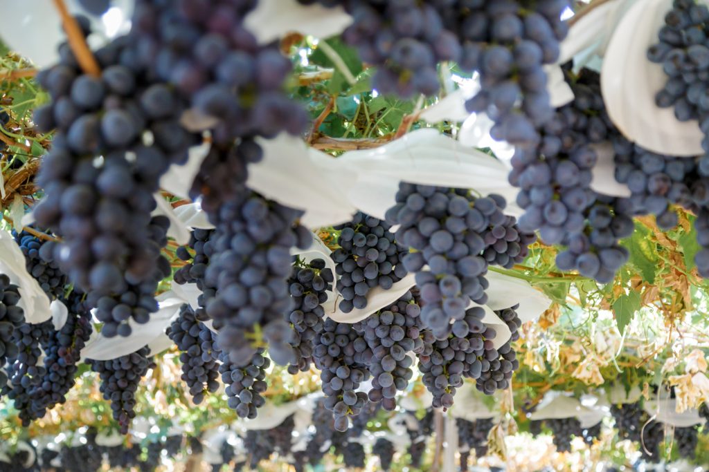 table grape
