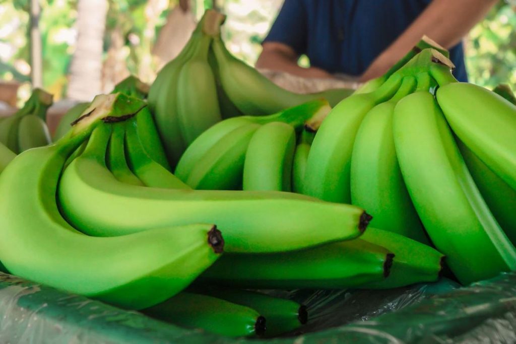 organic banana