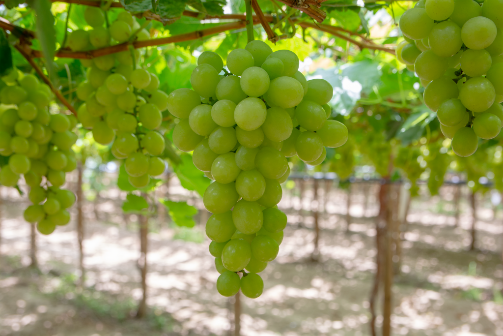 fresh peruvian grapes