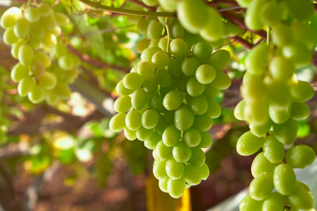traditional Peruvian grapes