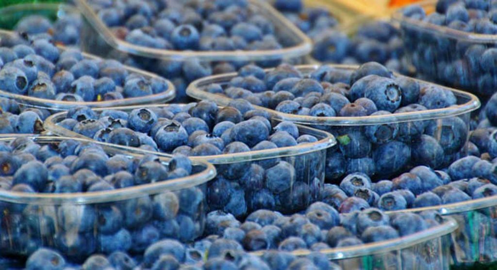 first blueberry exporter