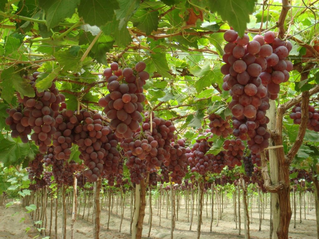 peruvian grapes