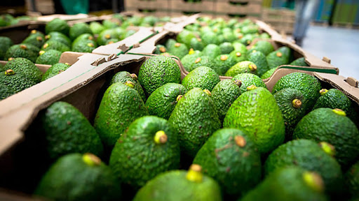 palta hass peruana Peruvian Hass avocado