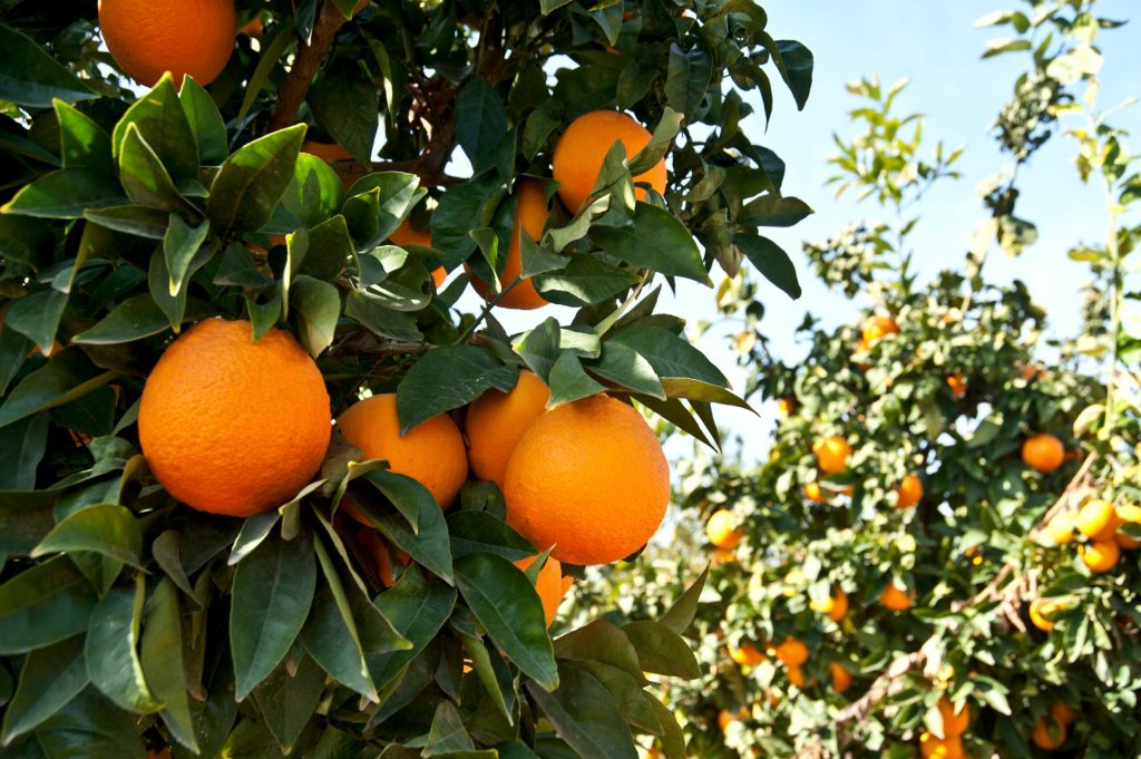 producción de naranjas