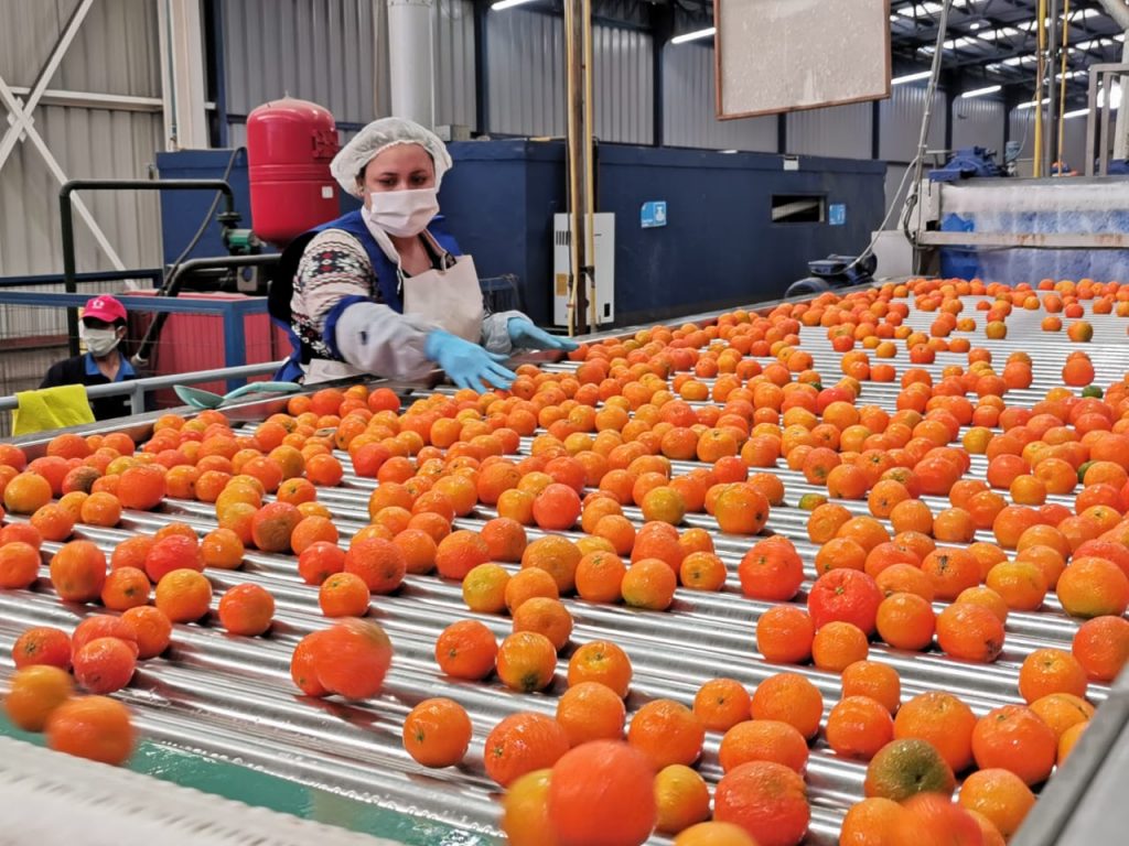 export tangerines