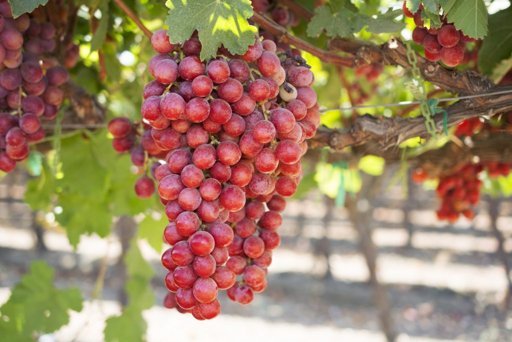 world exporter of grapes