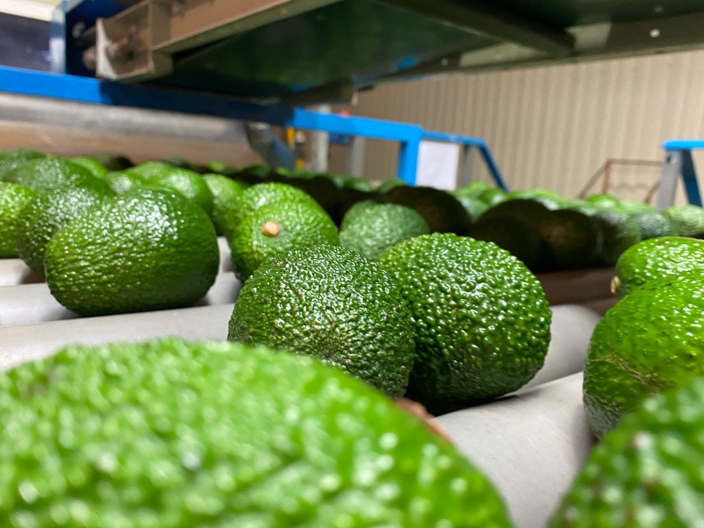 export of avocados