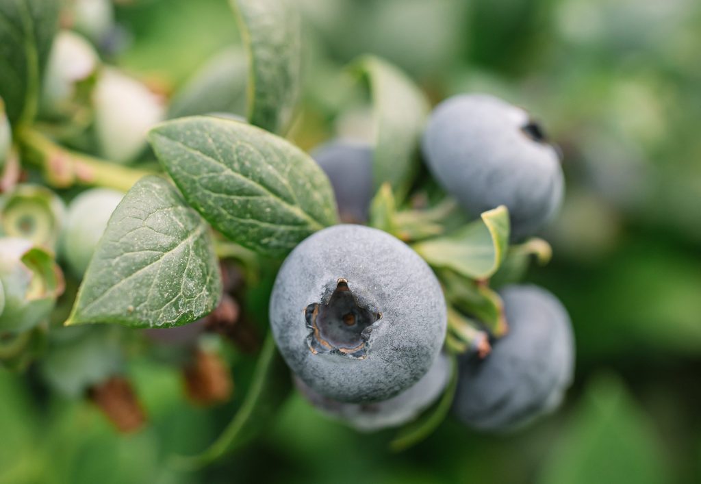 blueberry exporter
